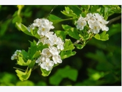 How to Grow Hawthorn Trees