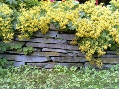 How to Grow Lady's Mantle Flowers