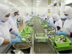 Ca Mau moves to expand shrimp export market