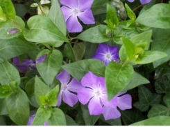 How to Grow Periwinkle (Vinca)