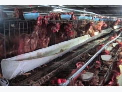 Pig farmer rescue campaign hits chicken breeders