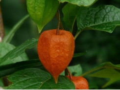 How To Grow Chinese Lantern Flower (Physalis alkekengi)