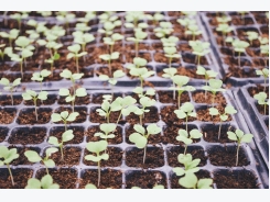 Using Seedling Mats for Seed Germination Temperature