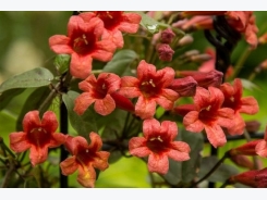 How to Grow Crossvine