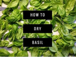 How to Dry Basil