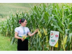 Việt Nam’s corn imports to continue