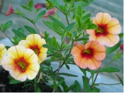 How to Grow Calibrachoa