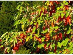 How to Grow a Sassafras Tree