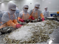 Shrimp export up nearly 16 pct in first half