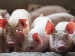 6 basic feed ingredients in antibiotic-free piglet diets