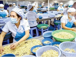 Vietnam cashew industry: the more exports, the bigger losses