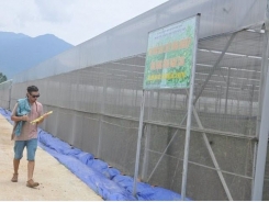 Danang urges investors to develop six hi-tech agriculture projects