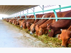 Imports driving Vietnam cattle farmers out of business