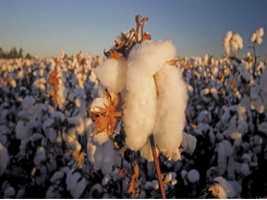 Cotton gains ground with up-to-date harvesting tech