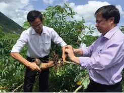 Việt Nam’s agricultural products facing barriers to enter Chinese market