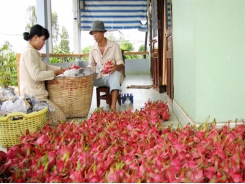 Hiểu đúng về dư lượng thuốc bảo vệ thực vật trong nông sản