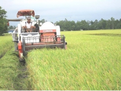 Agricultural production poses environmental risk for Vietnam: expert
