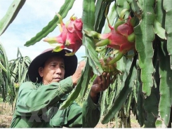 New Zealand supports Vietnam’s dragon fruit exports