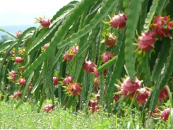 New Zealand helps Vietnam improve value chain steps for dragon fruit export