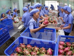 Fruit, vegetable exports top 1.6 billion USD