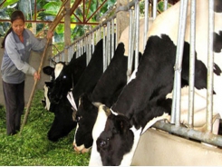 Niche market opens up fresh opportunities for dairy industry