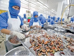 VKFTA gives boost to shrimp exports to RoK