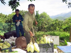 Sơn La exports first batch of mangoes to UK