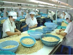 Viet Nam cashew industry fails to meet export targets