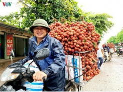 Vietnam gears up to export fresh lychee to Japan later this year