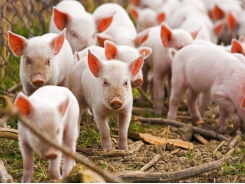 Farmers troubled as piglet prices double from last year