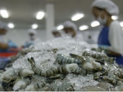 Cà Mau: Companies purchasing shrimp materials for stockpiles are prefered