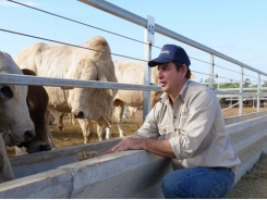 Australian company dispatches first shipment of live cattle to Vietnam