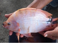 Tilapia farming offers hope for remote communities in post-conflict Colombia