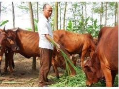 Nguyên Nhân Gây Bệnh Chướng Bụng Đầy Hơi Ở Trâu Bò