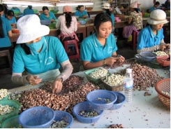 General Department of Vietnam Customs handles obstacles of cashew companies