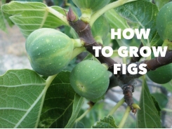 Growing Figs