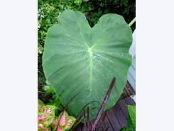 Are Elephant Ear Plants Poisonous?