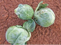 Growing Brussels sprouts