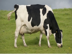 Newtrient cites progress on dairy manure management, nutrient recovery