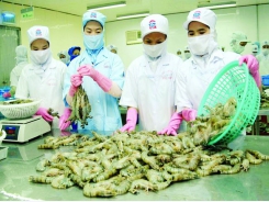 New US regulations expected to hurt Vietnamese shrimp exports