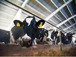 Novel oilseed by-product may boost protein in dairy cattle diets