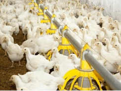 Using classic poultry nutrition against coccidiosis