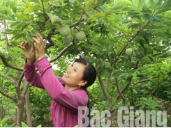 Luc Nam custard apple enjoys high price