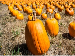 7 Tips for Finding the Perfect Pumpkin