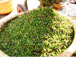 Pepper prices tumble to 10-year low