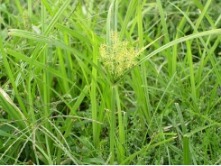 Coping with nutsedge