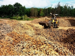 Cassava exports fall in volume as value rises