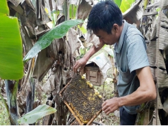 Thuong Tien village develops beekeeping for honey