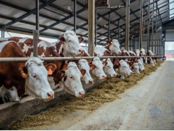 Dairy cow efficiency, production sees boost from amylase use with high-starch diet