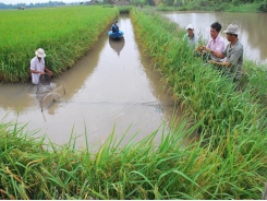 Mekong Delta promotes eco-shrimp farming